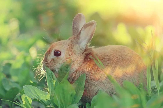 Natural Care for Happy Pets
